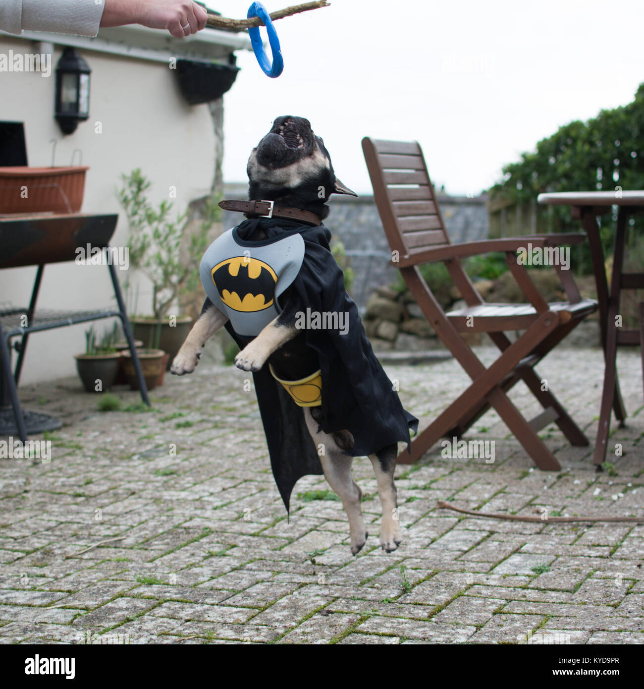 Mousehole, Cornwall, UK. 14Th jan 2017. Diesel, un bouledogue français, vue ici comme Batman et Robin. ( Plus de suivre plus tard avec d'autres ) Crédit : Simon Maycock/Alamy Live News Banque D'Images