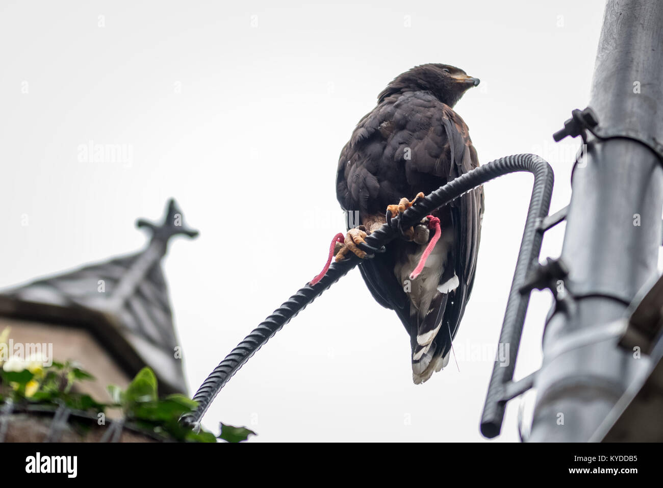 Londres, Royaume-Uni. 14Th Jan, 2018. Un 12yr old South American Harris's Hawk 'Rosie' est utilisé pour dissuader les pigeons près de la cathédrale de Southwark. Dans le cadre de la lutte contre les ravageurs, les faucons de la ville peut être utilisé jusqu'à trois fois par semaine pour empêcher les pigeons de se percher ou de nidification. Crédit : Guy Josse/Alamy Live News Banque D'Images