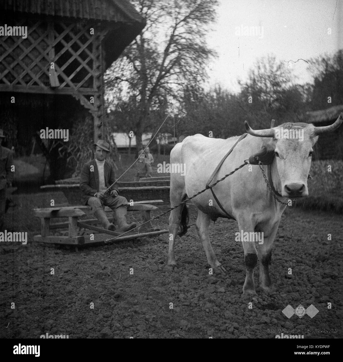 Une photographie de 1951 de Sv. VHR montrant un homme utilisant un vieux rouleau ('vavc') pour écraser des mottes de terre. L'image documente les pratiques agricoles traditionnelles et les méthodes de travail rural au milieu du XXe siècle en Slovénie. Banque D'Images