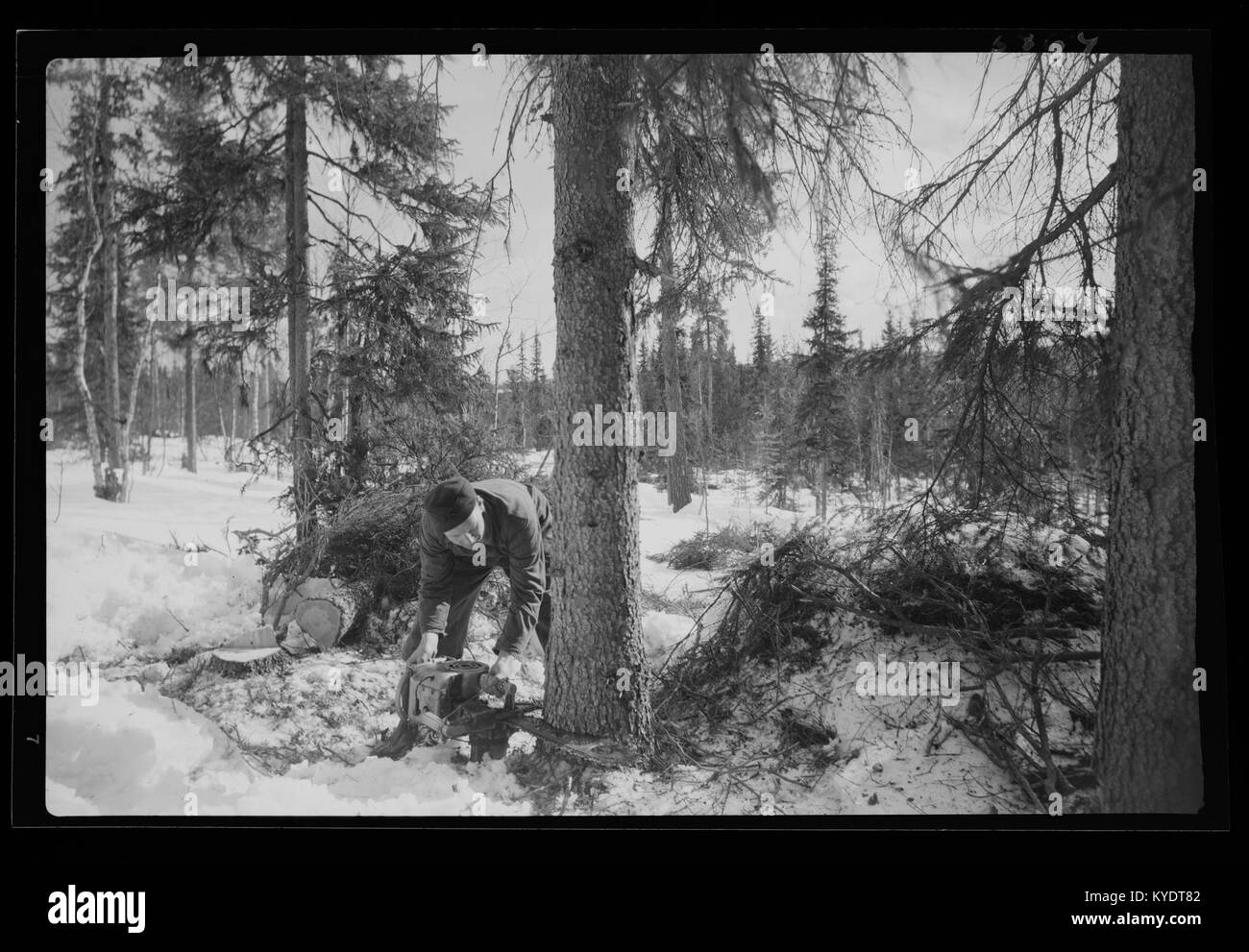 Coupe de bois dans une forêt norvégienne : la photographie représente des opérations d'abattage manuelles avec des haches et des scies, des ouvriers forestiers debout parmi des troncs abattus, qui font partie de l'économie forestière du XIXe et du début du XXe siècle. Banque D'Images