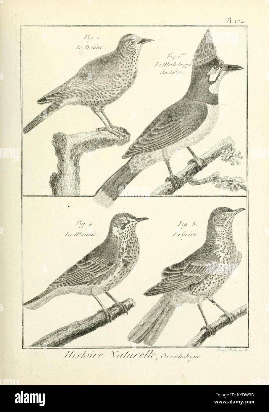 Tableau encyclopédique et méthodique des trois règnes de la nature (pl. 174) (7850700466) Banque D'Images