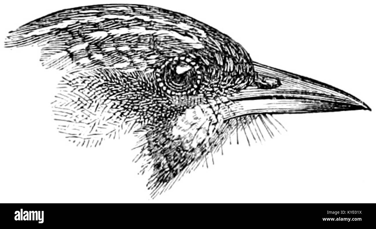 La faune de l'Inde britannique, y compris Ceylan et la Birmanie, est un travail complet sur les oiseaux de la région. Le volume 1, numéro 308, se concentre sur les différentes espèces d'oiseaux présentes dans ces territoires, contribuant ainsi à l'étude de l'ornithologie en Asie du Sud. Banque D'Images