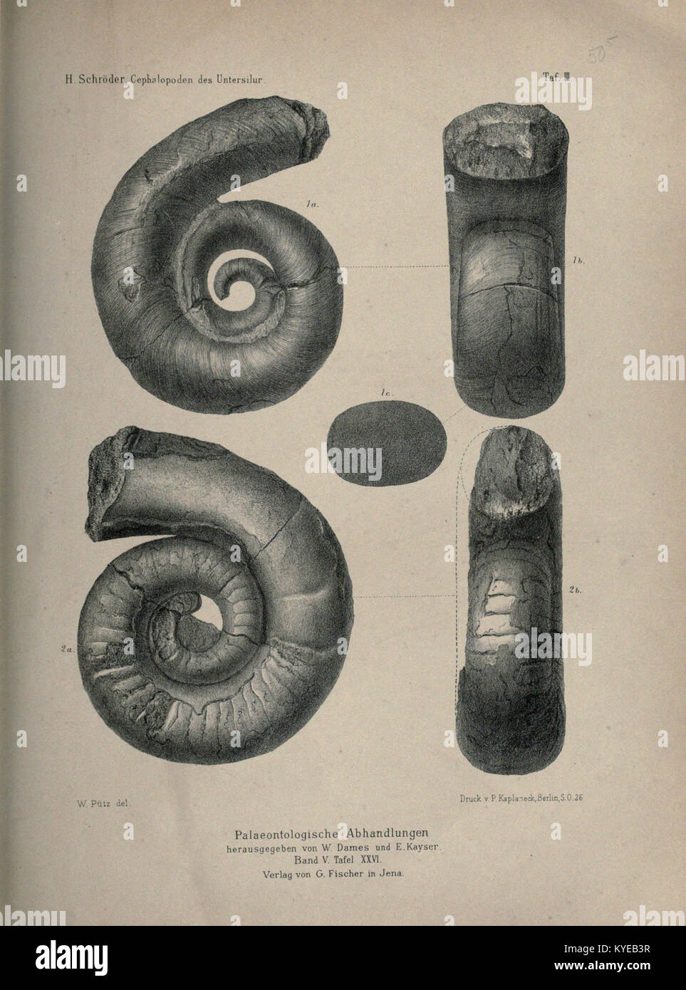 Une page d'une étude de recherche sur les céphalopodes siluriens, un groupe éteint de mollusques marins. Le document, catalogué dans la Biodiversity Heritage Library, fournit des données taxonomiques et paléontologiques sur ces organismes anciens. Banque D'Images