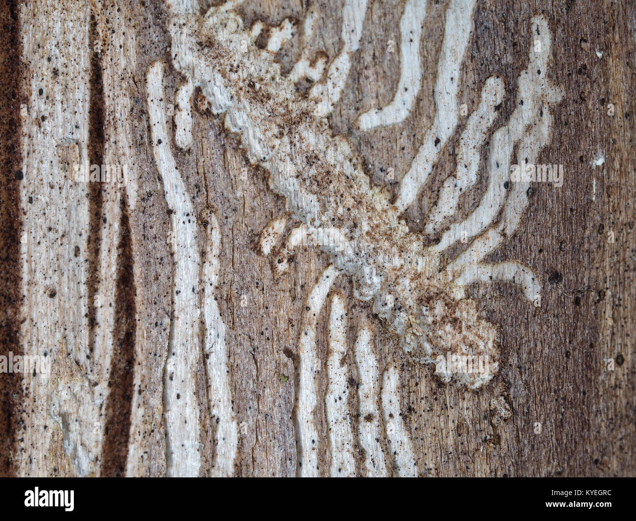 Passages de larve de dendroctone sous écorce d'arbre Banque D'Images