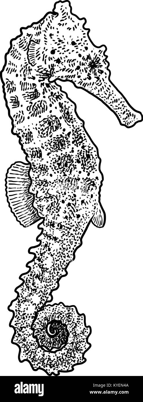 Sea Horse illustration, dessin, gravure, encre, dessin au trait, vector Illustration de Vecteur