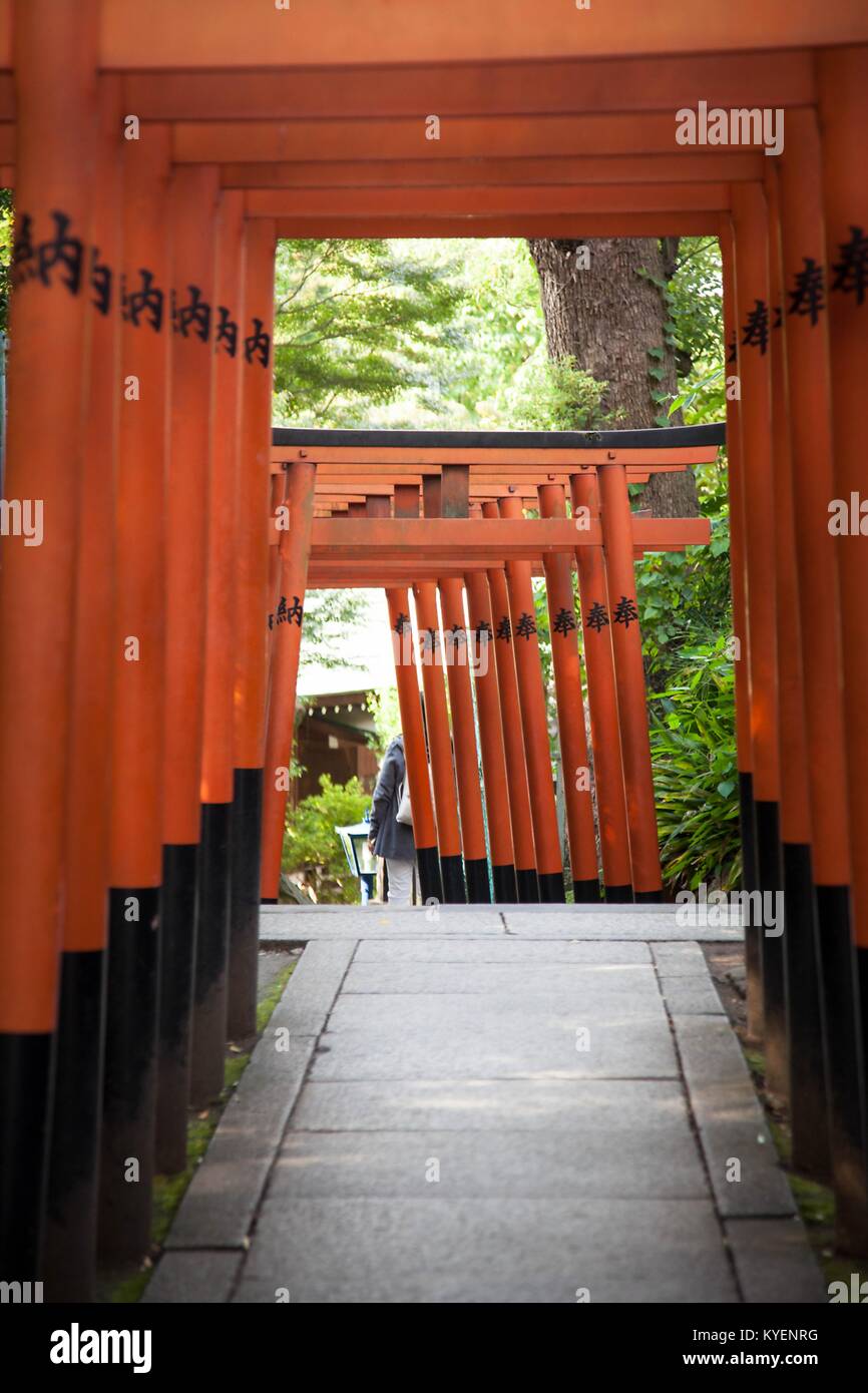 Torii vermillon de portes à l'Hanazonoinari culte à Ueno Park, un parc public dans le quartier de Ueno de Taitō, Tokyo, Japon, Novembre, 2017. () Banque D'Images