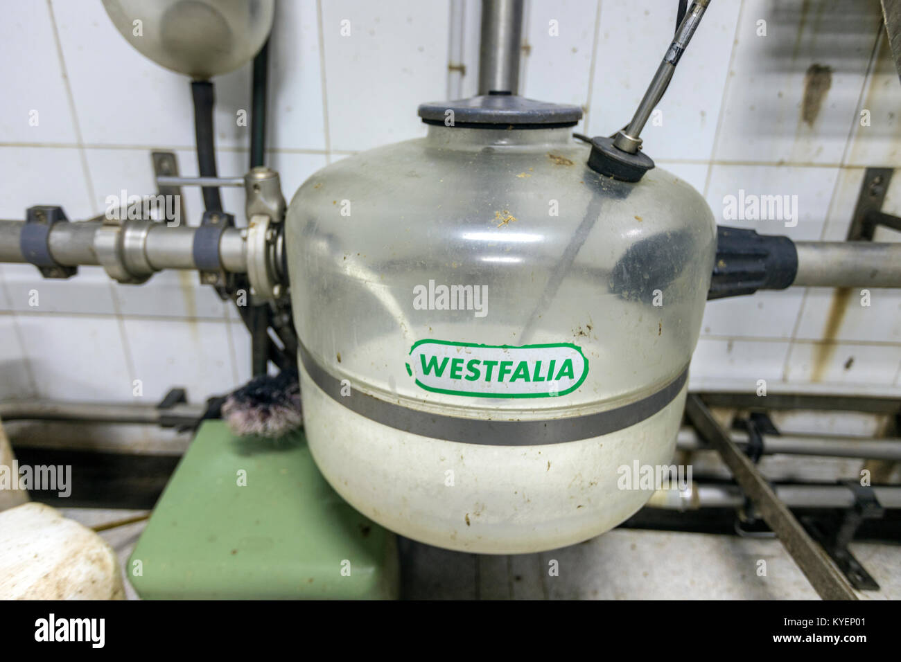 Le lait des vaches qui sont traites dans un système de traite automatique dans une ferme de vaches laitières dans le village rural de Rios, Paradela, Galice, Espagne Banque D'Images