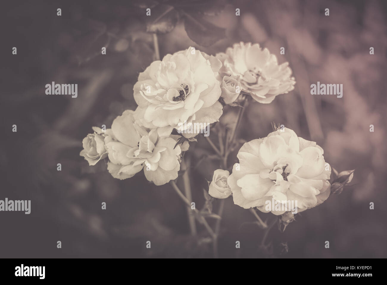 Un bouquet de roses de lumière et les bourgeons. Rosier. Arrière-plan flou naturel. Noir et blanc. Photo couleur mat. Banque D'Images