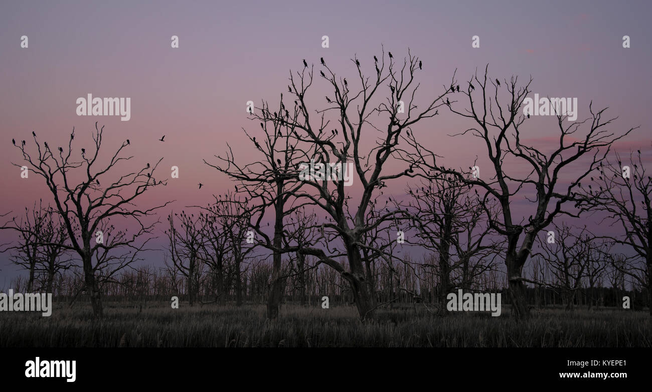 Arbres Banque D'Images