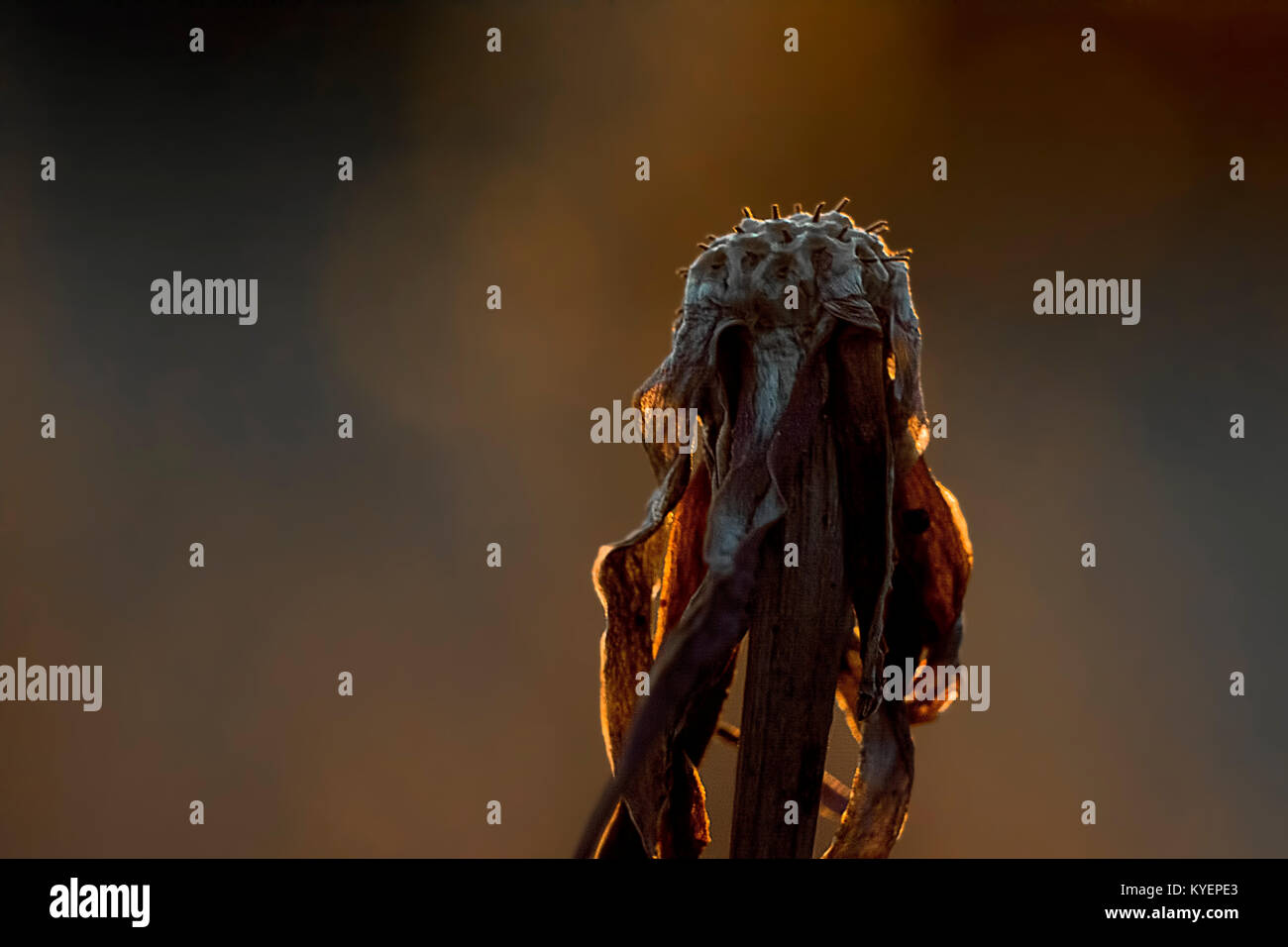 Fleurs mortes Banque D'Images