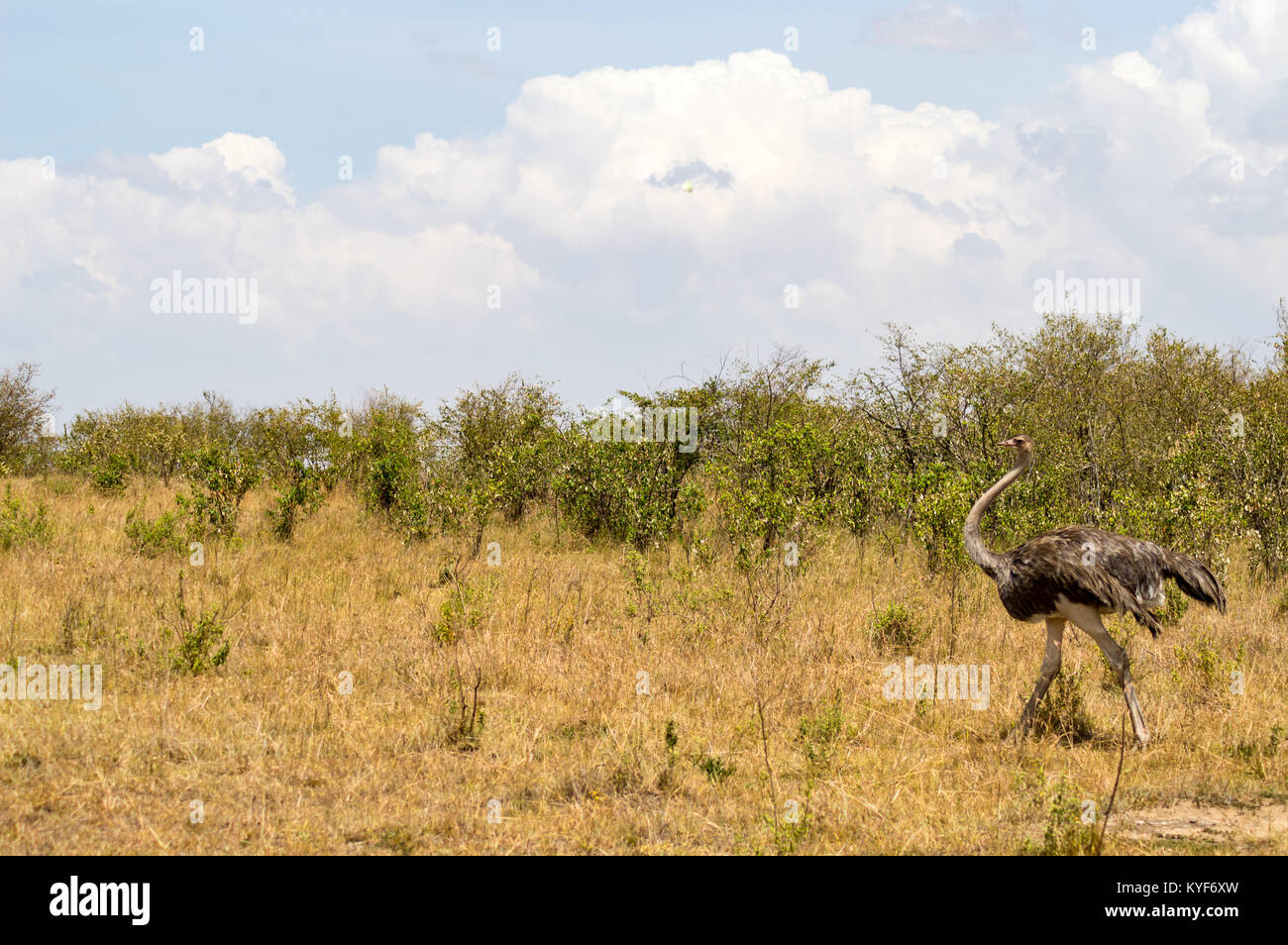 Dans la savane de l'autruche de mara un parc dans le nord-ouest du Kenya Banque D'Images