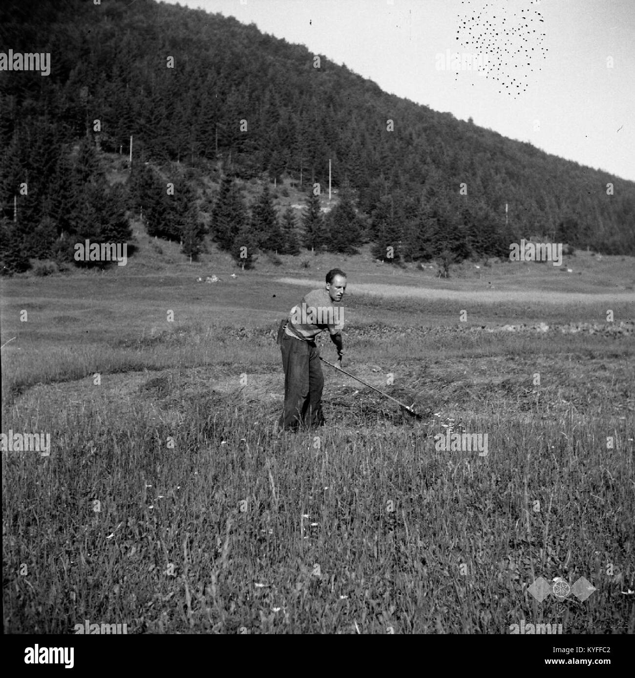 Photographie de 1959 montrant des agriculteurs fauchant du foin de seconde coupe (otava) à Vojsko-Zahum, Slovénie. L'image illustre les méthodes agricoles traditionnelles, où les ouvriers tondent en cercle à travers le champ. Banque D'Images