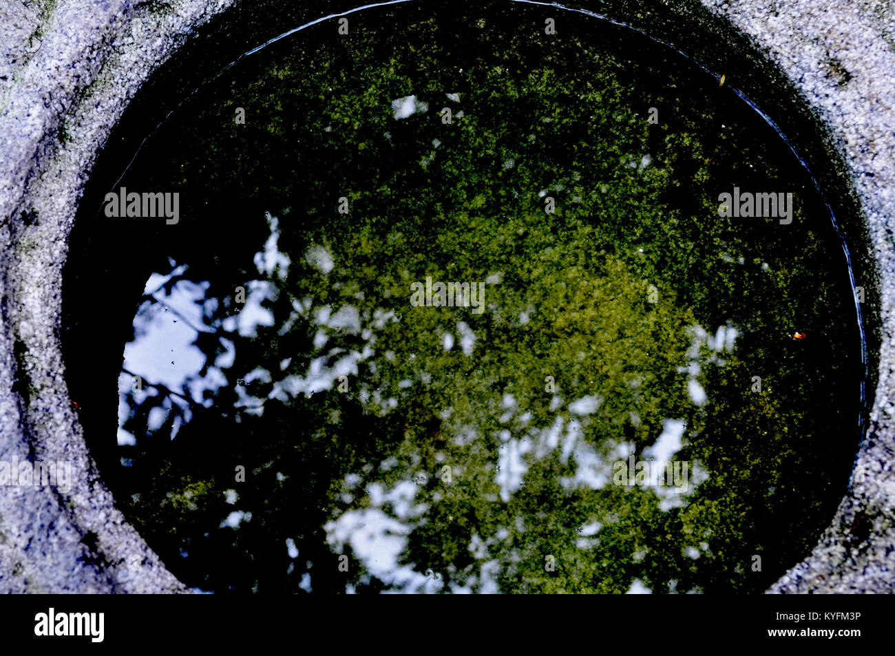 Arbres se reflétant dans l'eau Banque D'Images