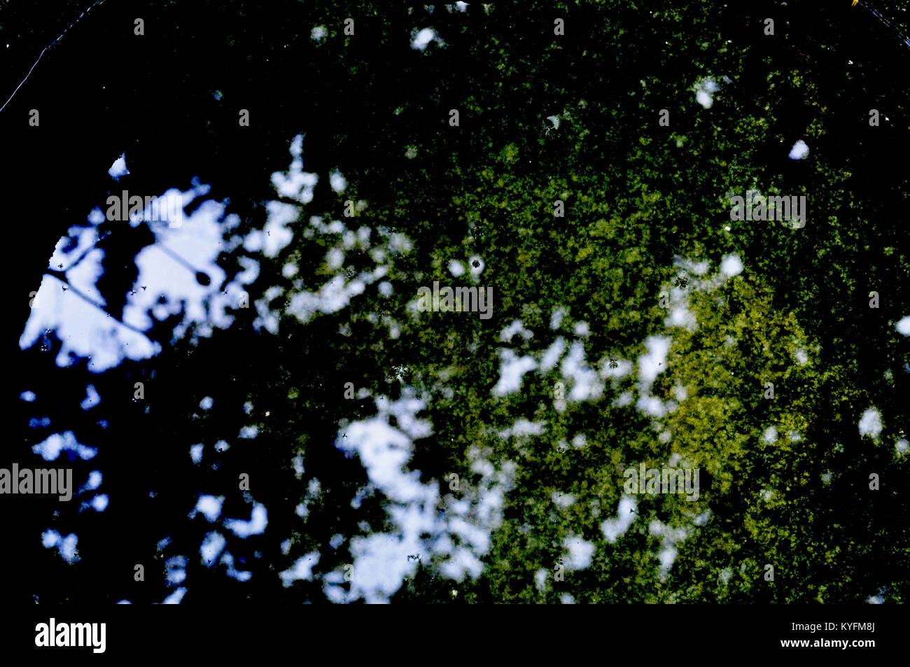 Arbres se reflétant dans l'eau Banque D'Images