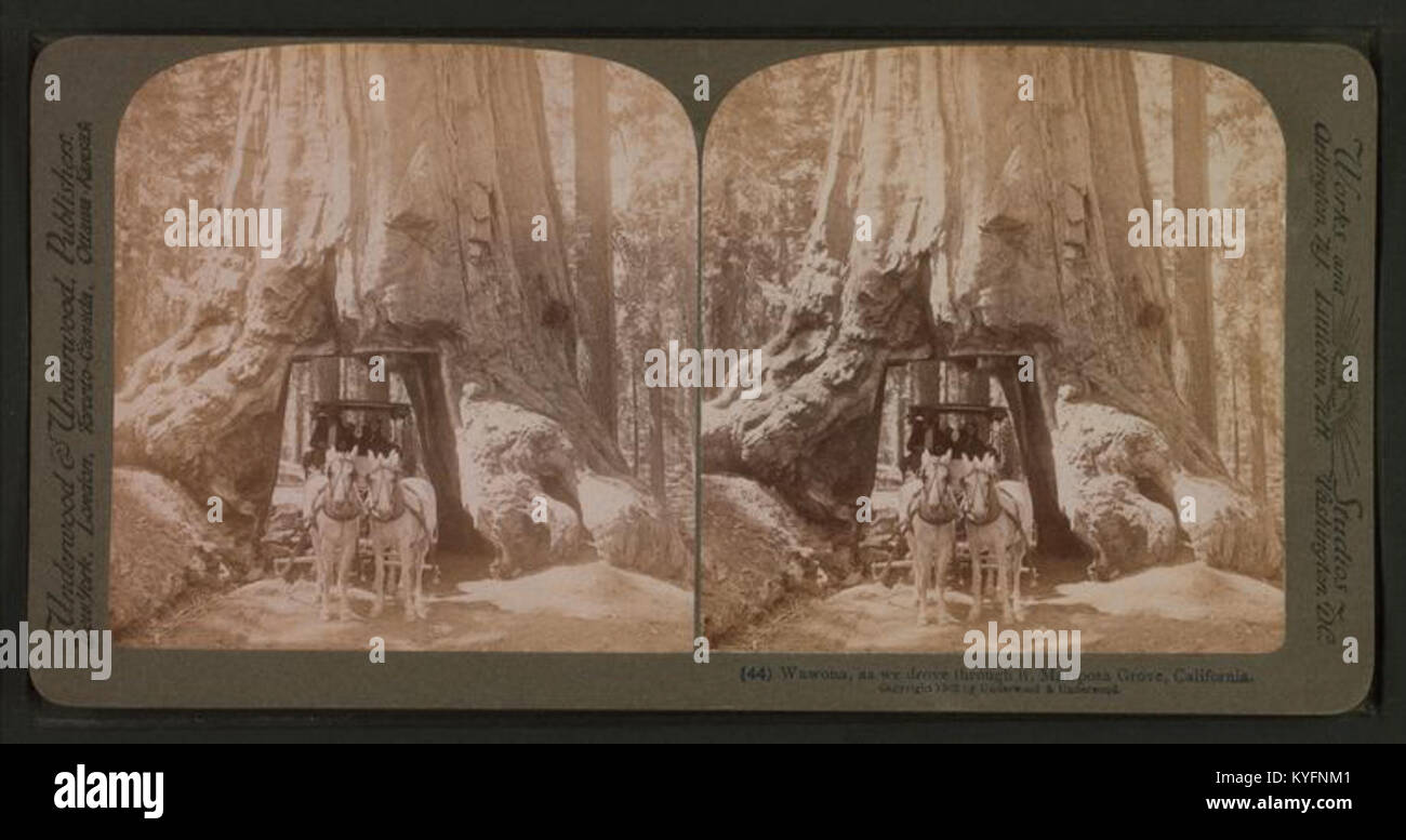 La photographie d'Underwood & Underwood montre Wawona à Mariposa Grove, en Californie, capturant des séquoias géants et l'environnement naturel environnant. Banque D'Images