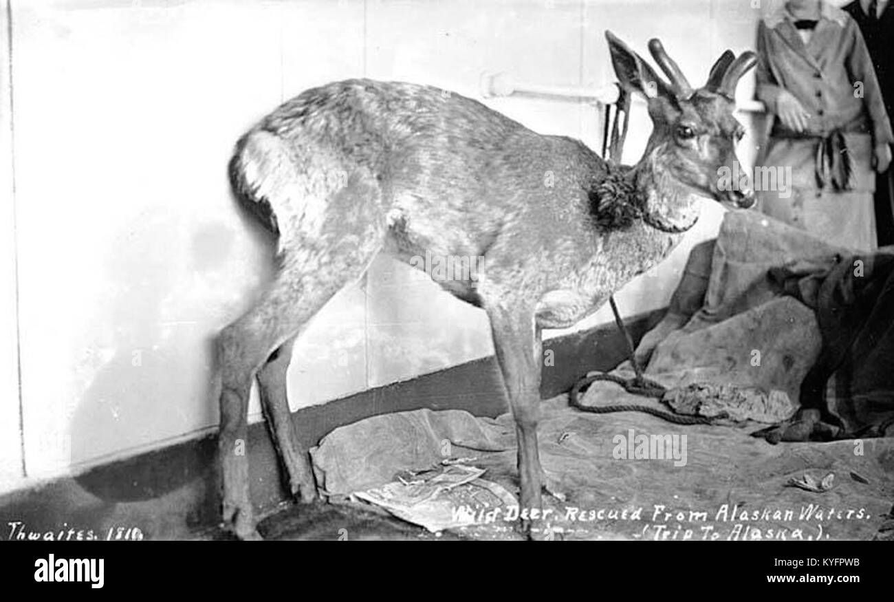 Photographie montrant des cerfs sauvages sauvés des eaux de l'Alaska par un navire vers 1912, illustrant l'interaction humaine avec la faune dans les environnements maritimes. Banque D'Images