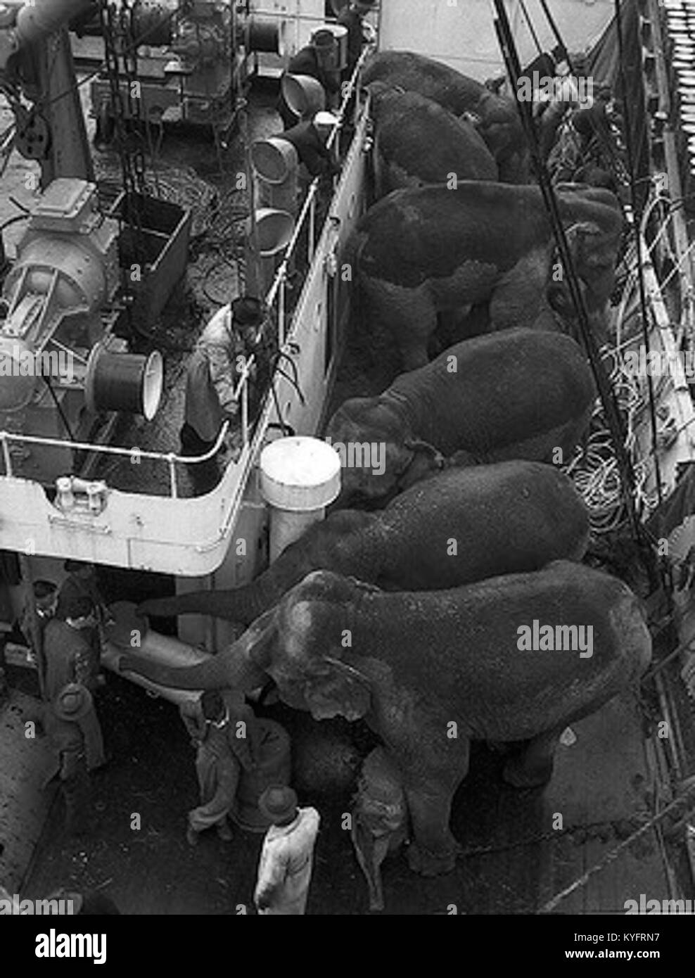 Wirth's Circus, une compagnie de cirque renommée, présente des éléphants dans le cadre de ses spectacles animaliers, mettant en valeur le rôle des éléphants dans l'histoire du divertissement. Banque D'Images