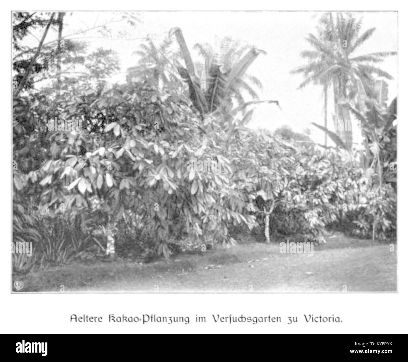 Photographie de 1904 d'une plantation de cacao dans le jardin expérimental de Viktoria montrant la culture du cacao et les méthodes agricoles du début du XXe siècle. Banque D'Images