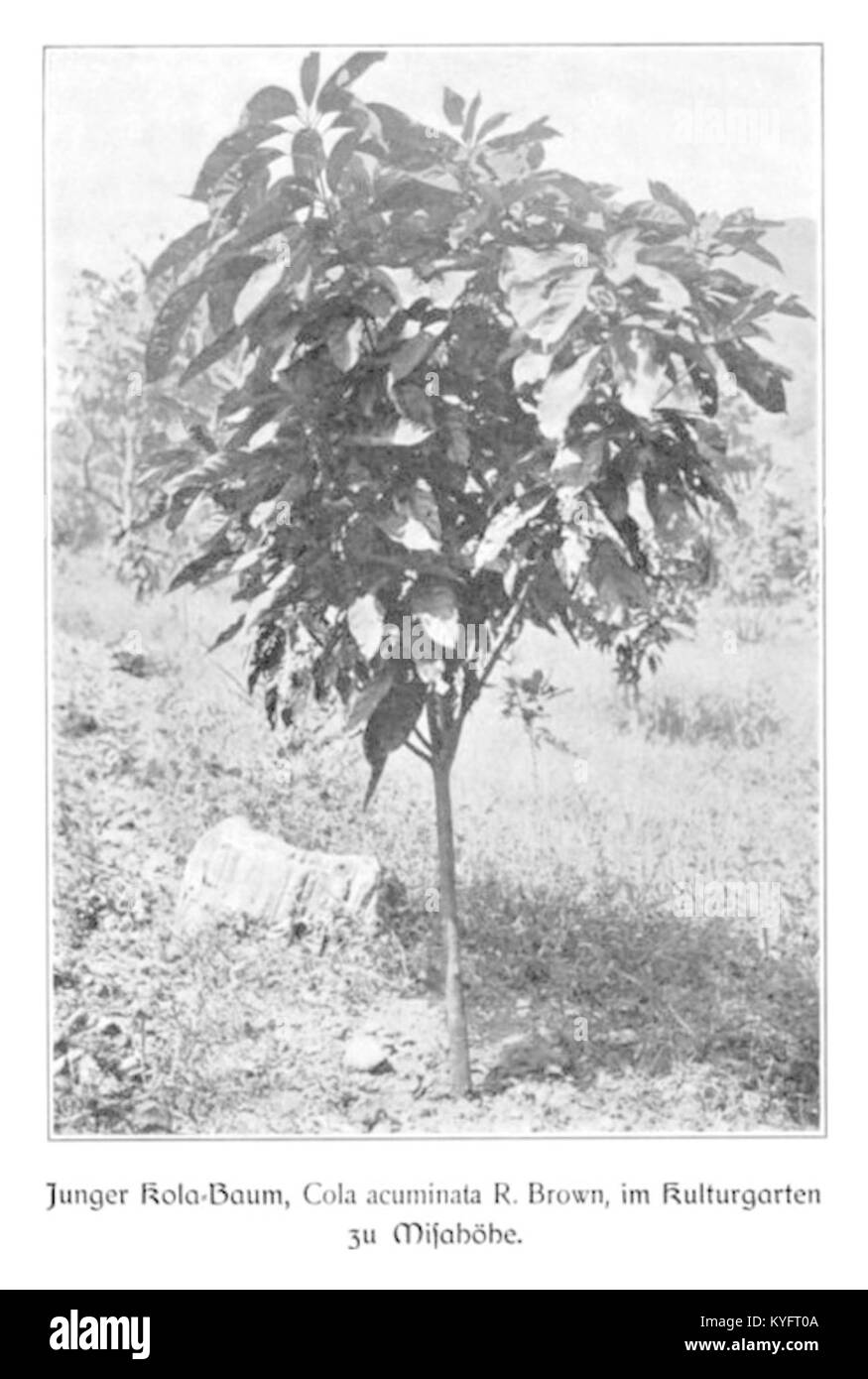 'Junger Kolabaum im Kulturgarten Misahöhe' de Wohlmann, 1904, représente un jeune citronnier dans un jardin paysager, mettant l'accent sur le paysage naturel et le style artistique du début du XXe siècle. Banque D'Images