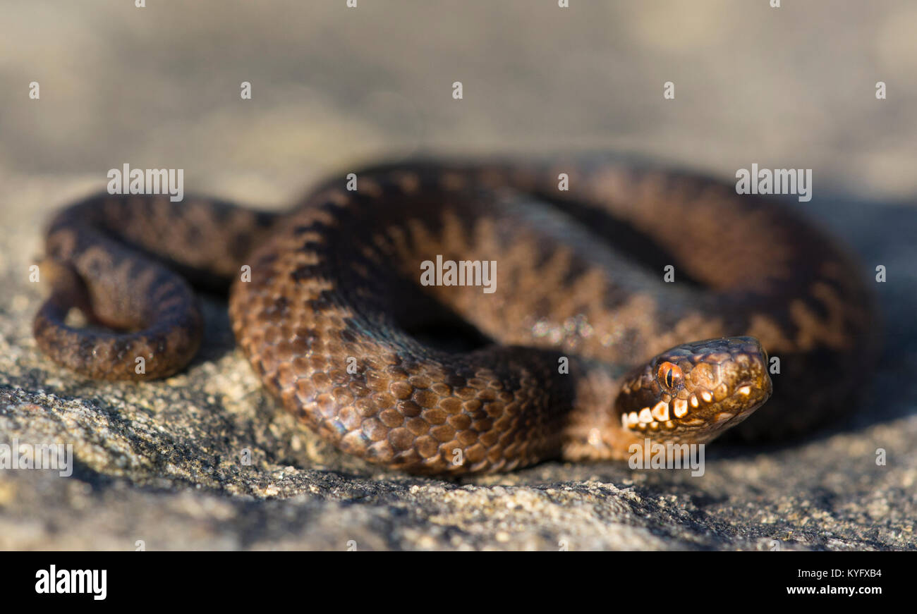 L'additionneur pour nouveau-né/nouveau né (Vipera berus) sur un rocher dans le Nord de l'Angleterre, Royaume-Uni Banque D'Images