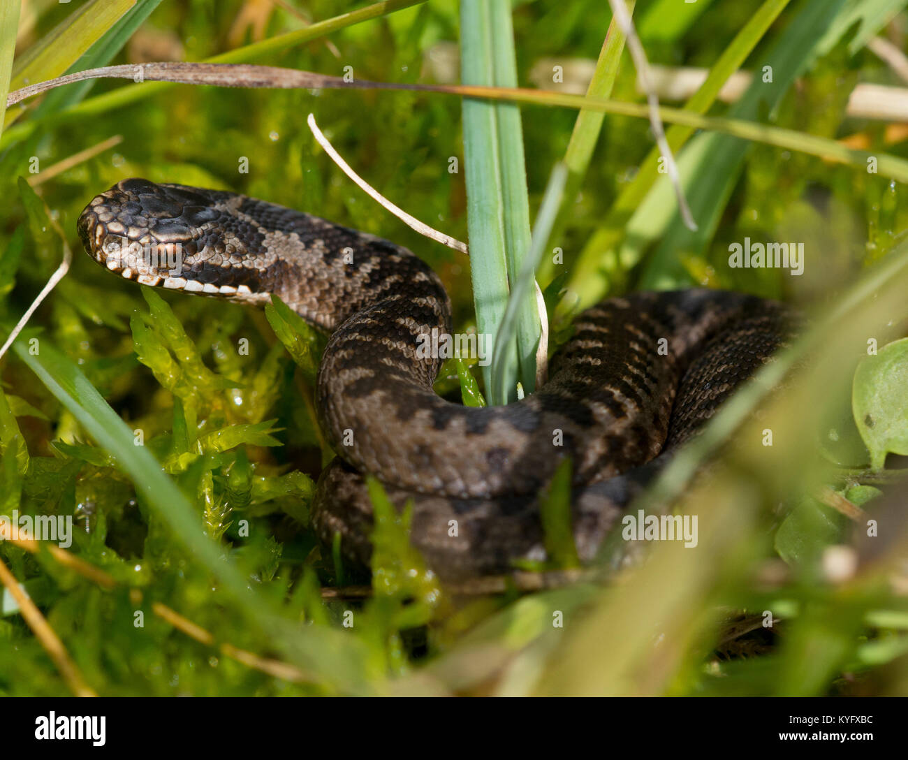 Nouvelle naissance/bébé/nouveau-né Adder Vipera berus dans l'herbe dans le Nord de l'Angleterre UK Banque D'Images