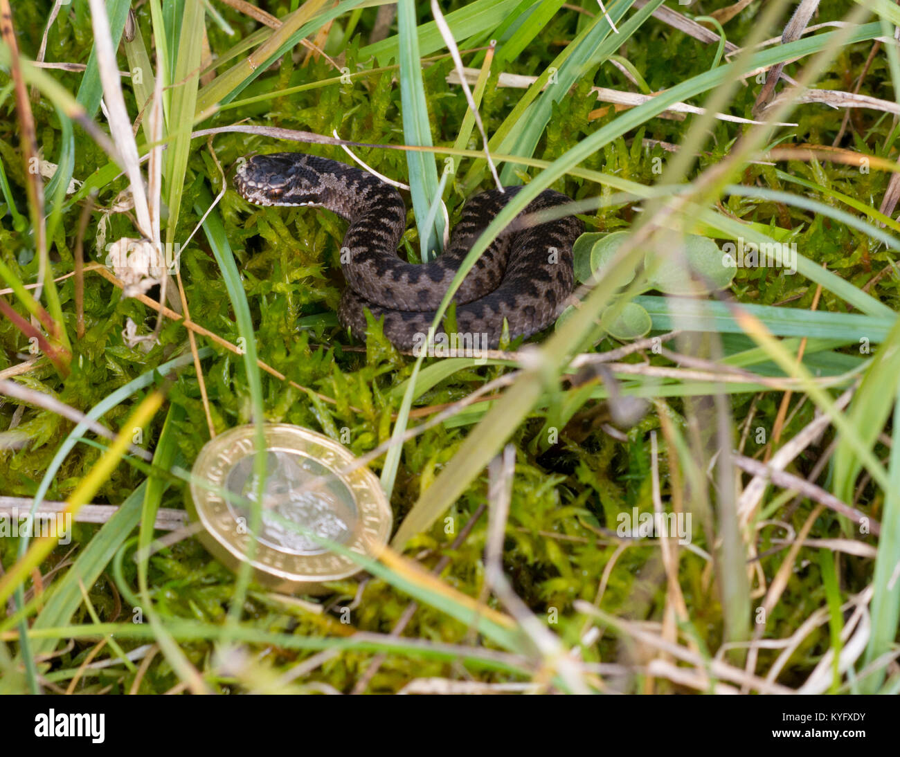 Vipère Vipera berus nouveau-né dans l'herbe dans le Nord de l'Angleterre UK à l'aide d'une pièce pour la comparaison de taille Banque D'Images