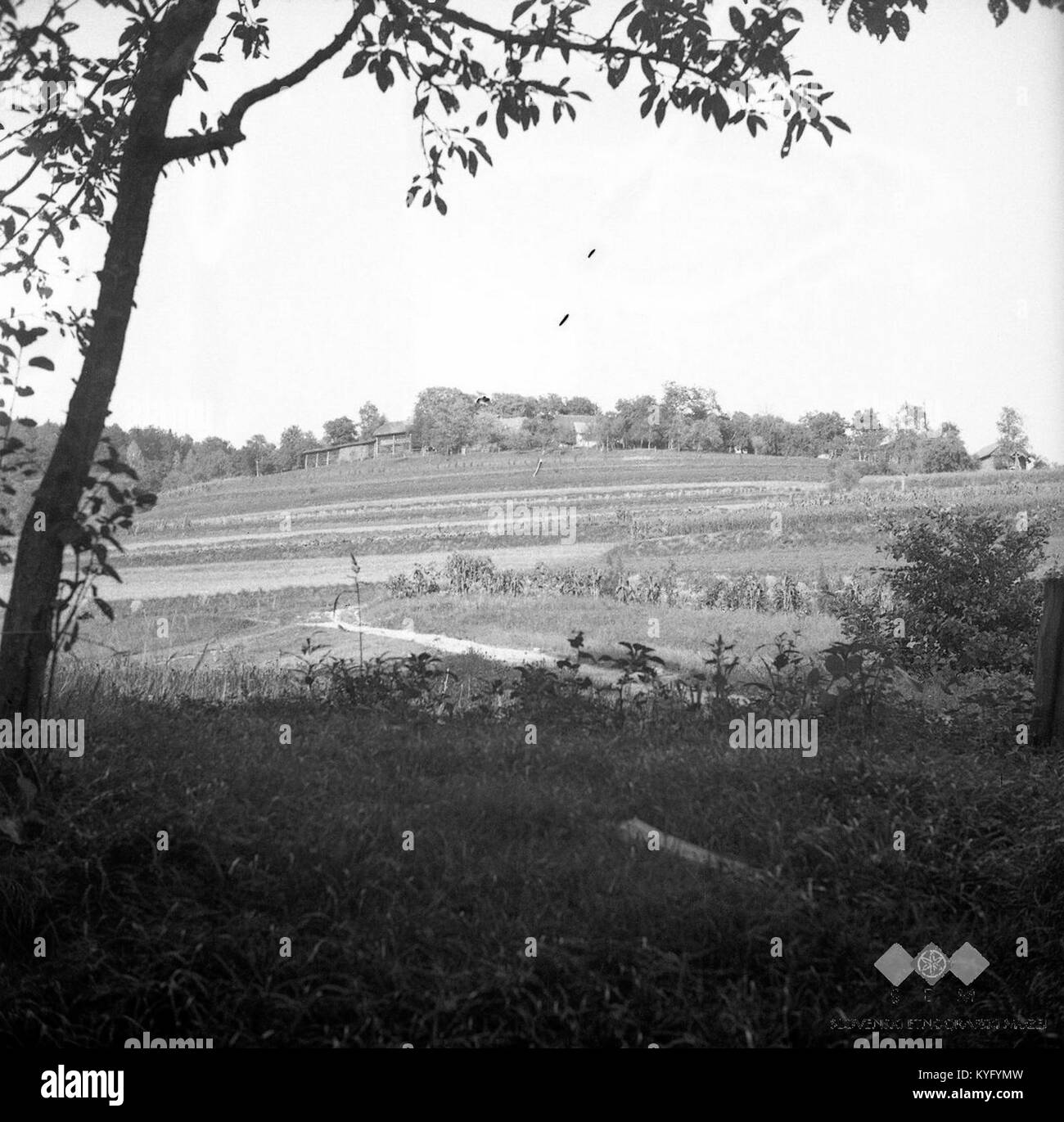 Cette photographie en noir et blanc de 1950 représente la vue vers Vrhi près de Sobrače, prise depuis Lokarjev mlin, un moulin traditionnel en Slovénie. L'image offre un aperçu du paysage rural de la région au milieu du XXe siècle. Banque D'Images