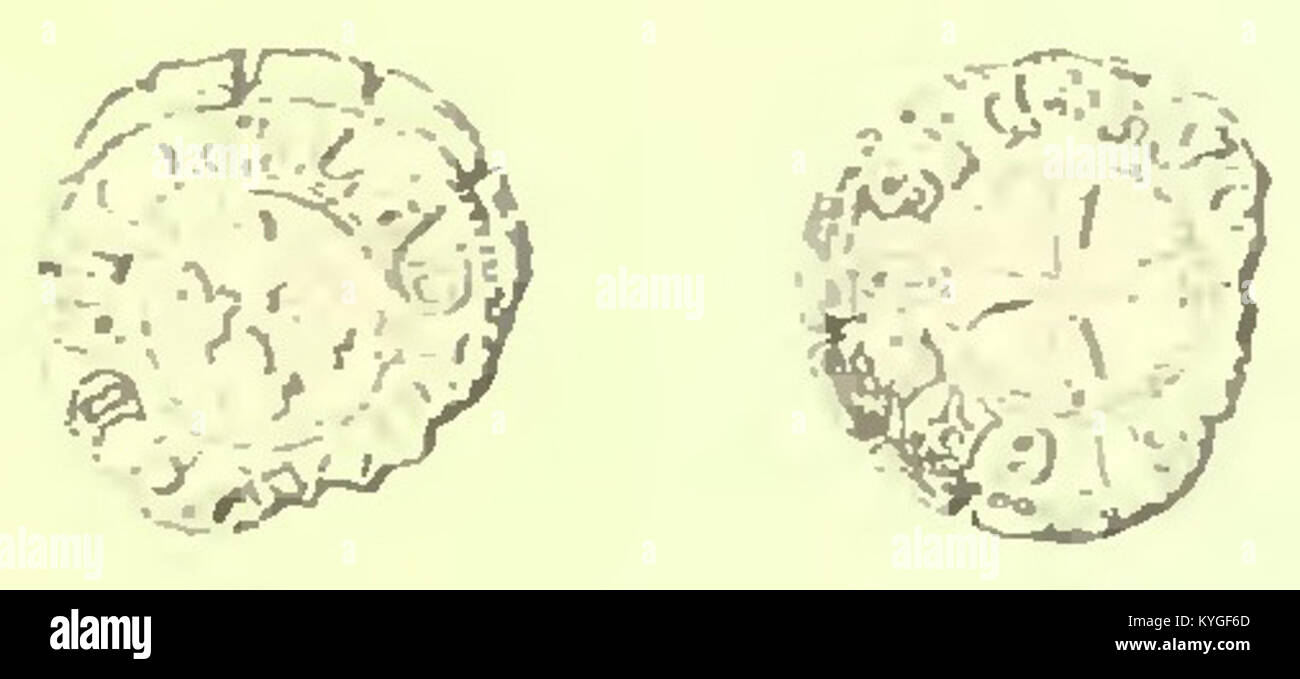 Un numéro du Journal numismatique italien de 1894 documente des études de monnaies et des recherches numismatiques, illustrant la monnaie italienne, les pièces historiques et l'analyse savante à la fin du XIXe siècle. Banque D'Images
