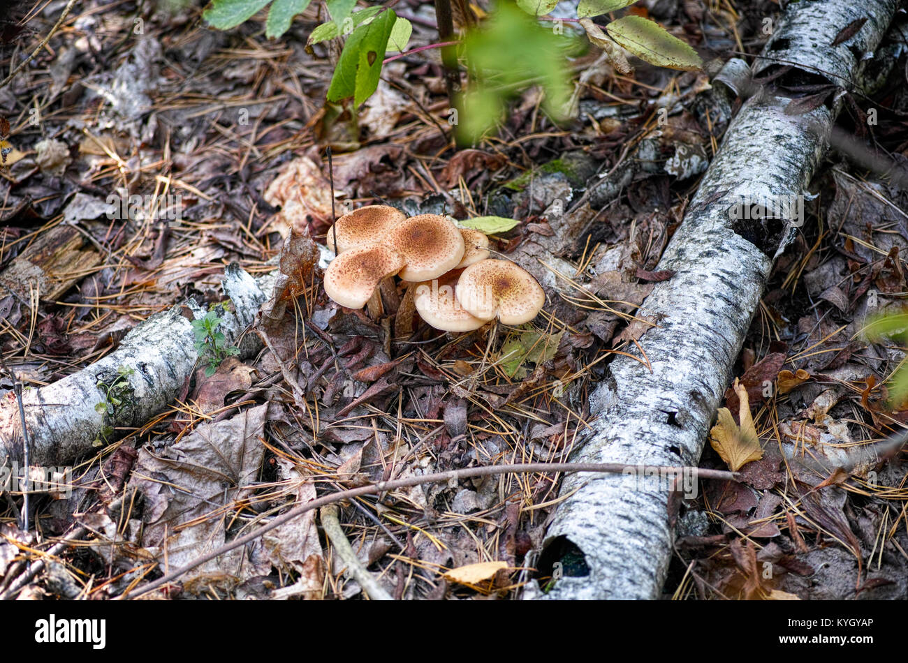 Agaric du miel dans la forêt d'automne. Close-up. Banque D'Images