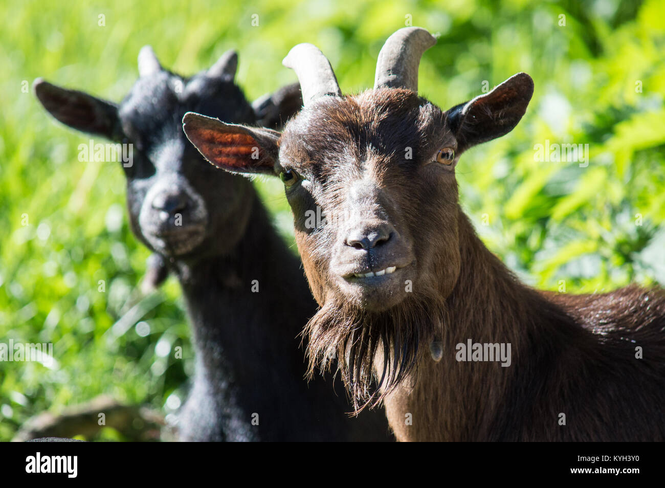 Les chèvres avec une attitude cynique Banque D'Images