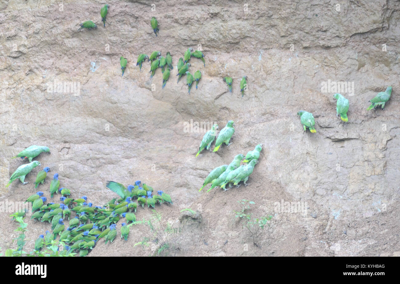 Une variété de perroquets sur des licks d'argile sur la rivière Napo dans le parc national de Yasuni, pourquoi le parrotsb do thisd n'est pas clair mais il est probablu connecté Banque D'Images