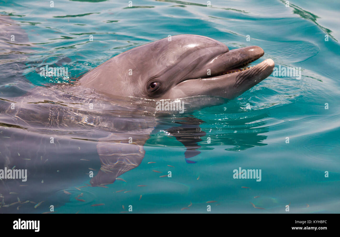 Cute Dolphin Banque D Image Et Photos Alamy