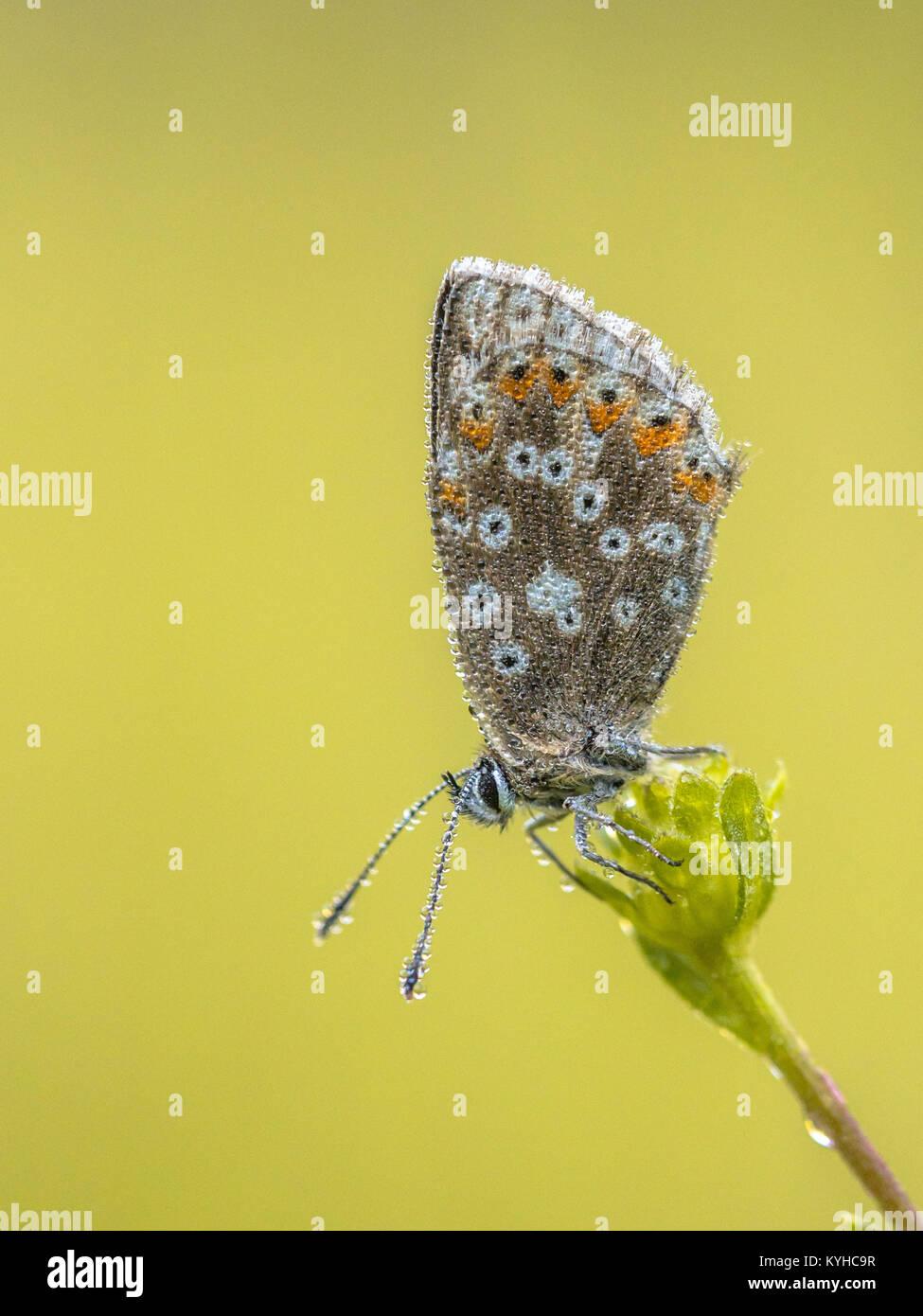 Chalkhill blue (Polyommatus corydon) papillon sur fleur avec gouttes de rosée et l'arrière-plan de couleur lumineux Banque D'Images Chalkhill blue (Polyommatus corydon) papillon sur fleur avec gouttes de rosée et l'arrière-plan de couleur lumineux Banque D'Images