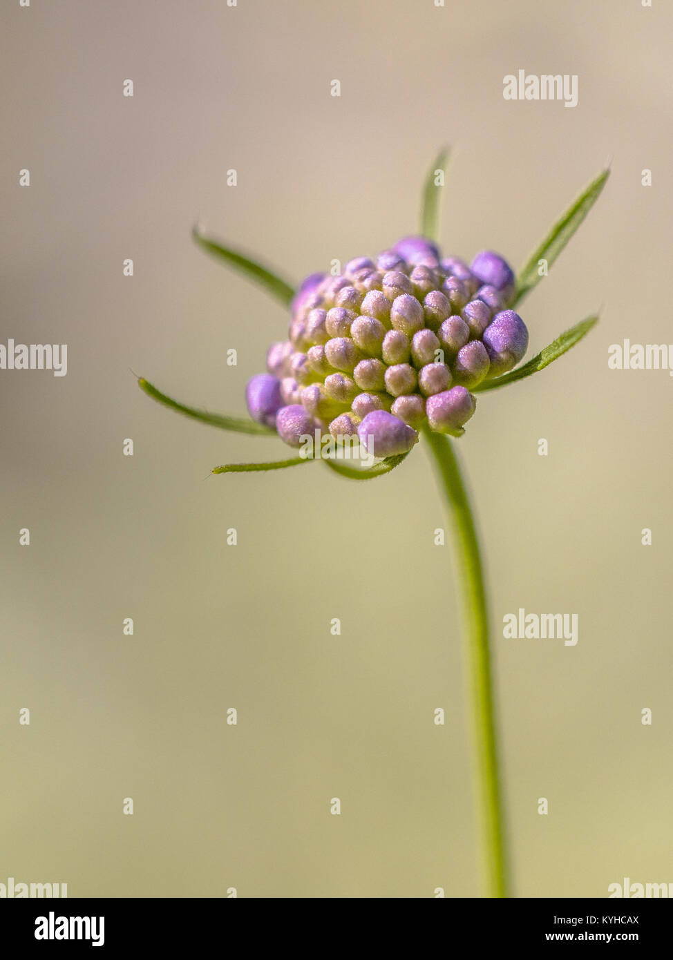 Field scabious (Knautia arvensis) bouton floral avec un fond brun gris Banque D'Images