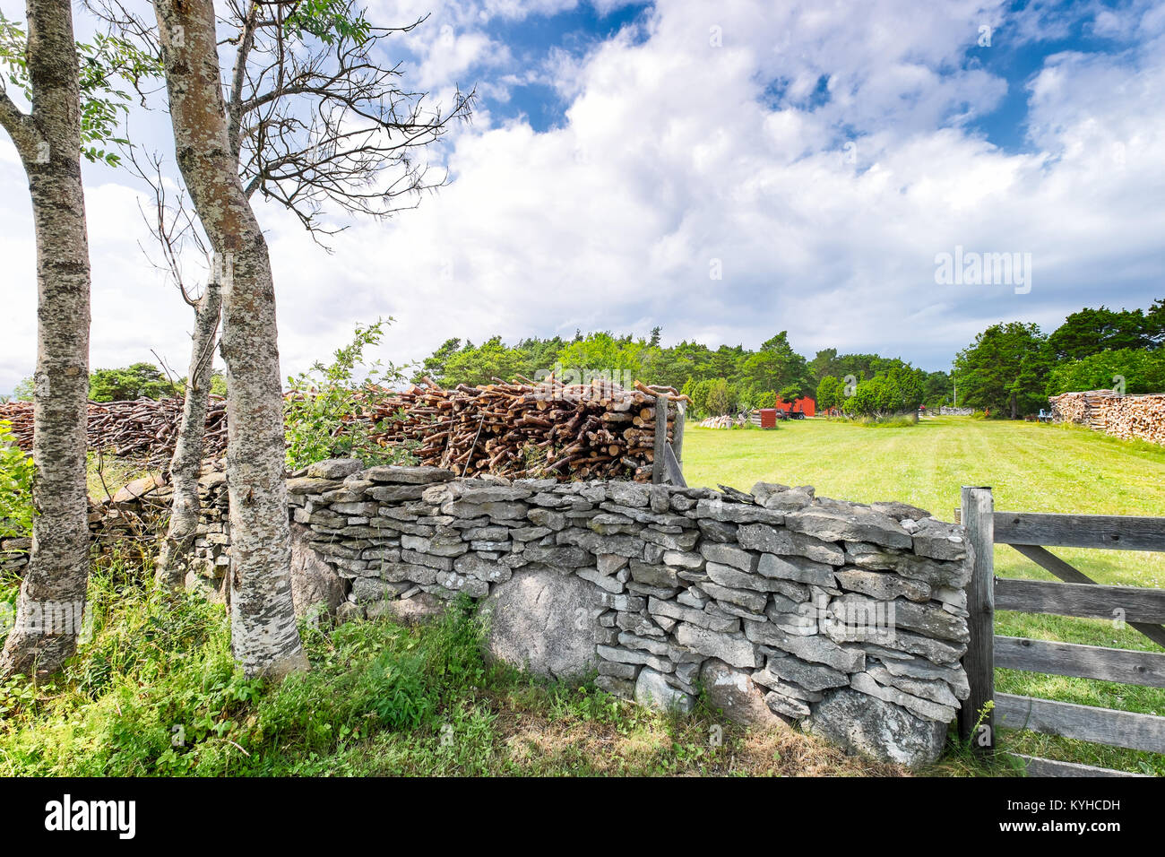 Pays suédois du paysage agricole. Vieux murs en pierre, des champs verts, porte en bois et les bouleaux Banque D'Images