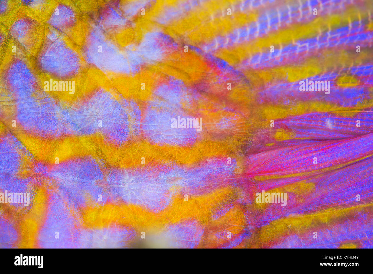Abstract colorful balances, corps, pédoncule, et nageoire caudale du bien-bar Rouge-barbet à Horseshoe Bay, Rinca Island, le Parc National de Komodo, en Indonésie. Banque D'Images