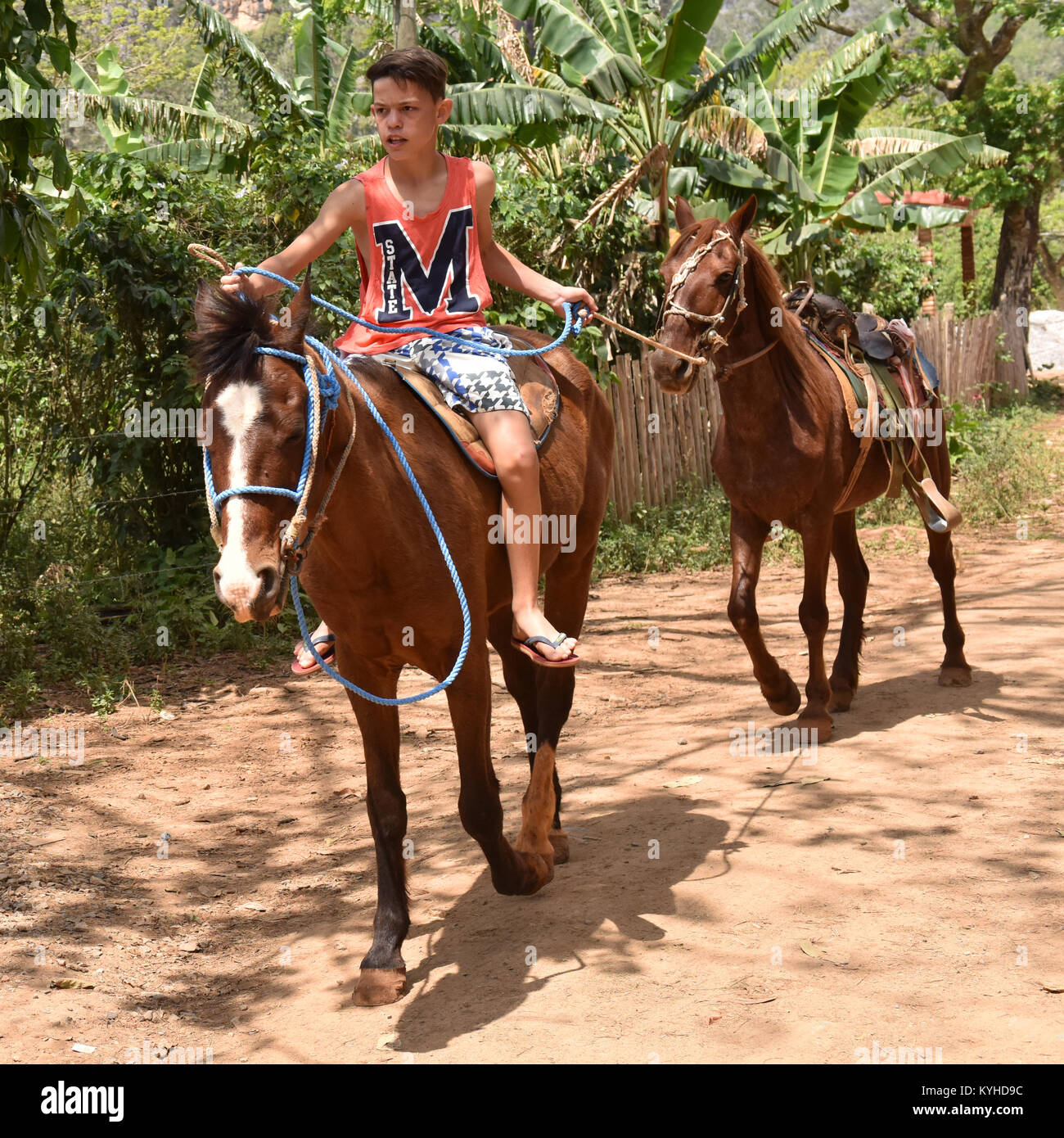 Enfant avec des chevaux, Vinales Pinar del Rio, Cuba Banque D'Images