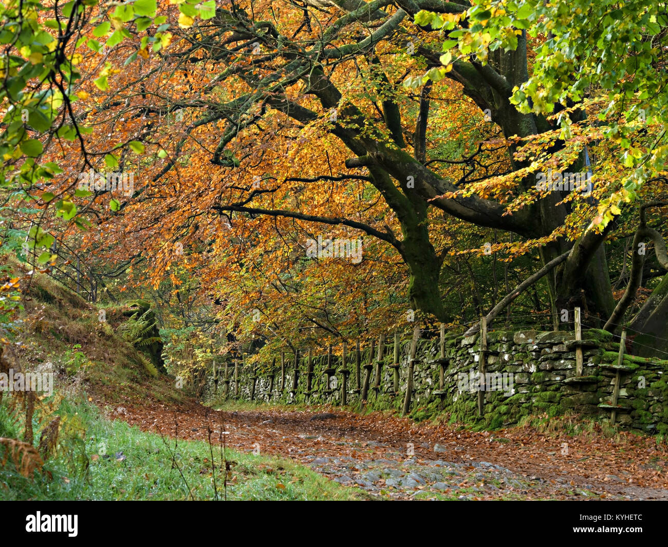 Vieux Mur et le chemin avec la couleur en automne et de hêtres, bois de Red Bank, Grasmere, Lake District, Cumbria, Royaume-Uni Banque D'Images
