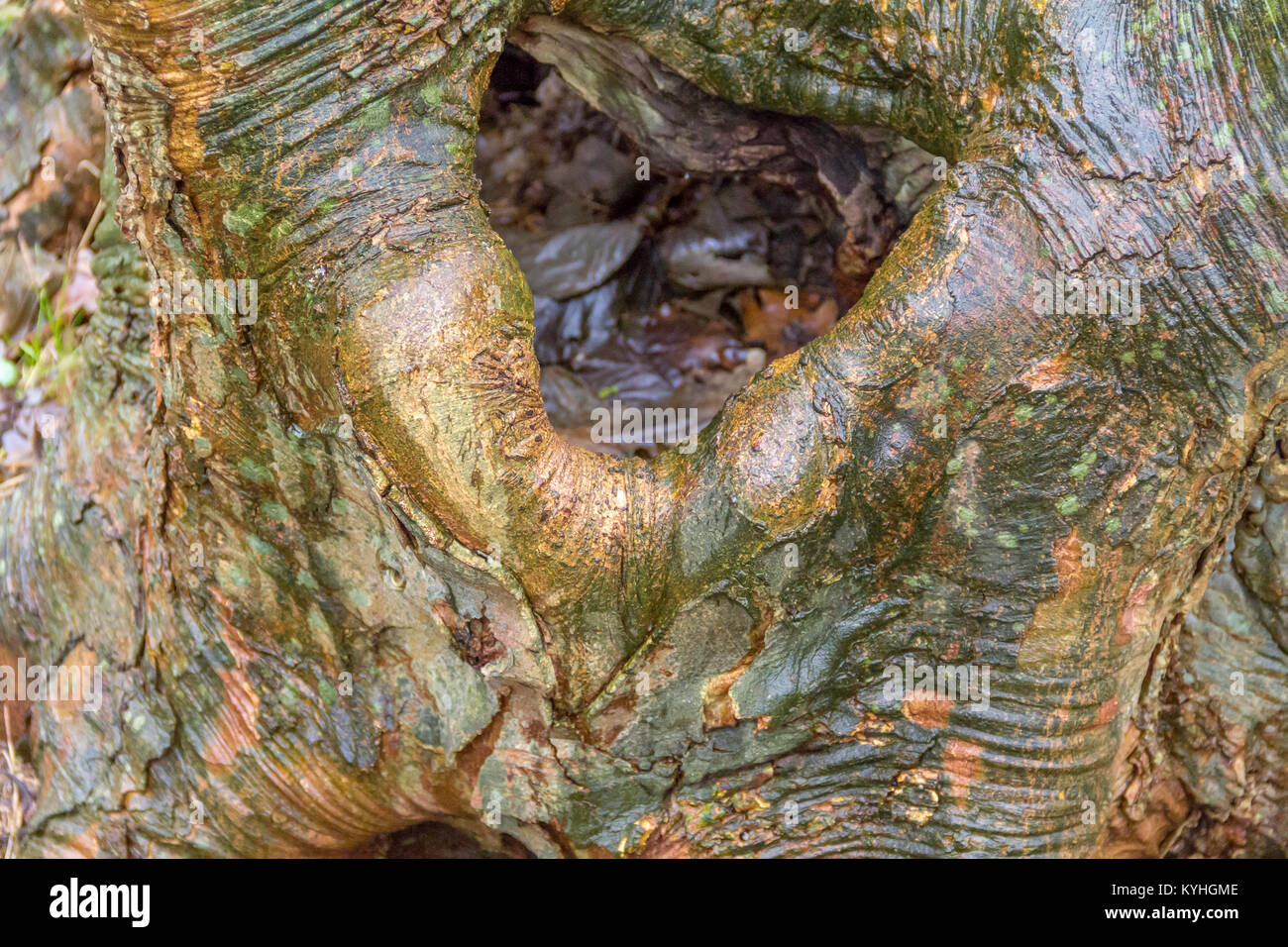 Fond en bois naturel dans un arbre de la côte de Zeeland Banque D'Images