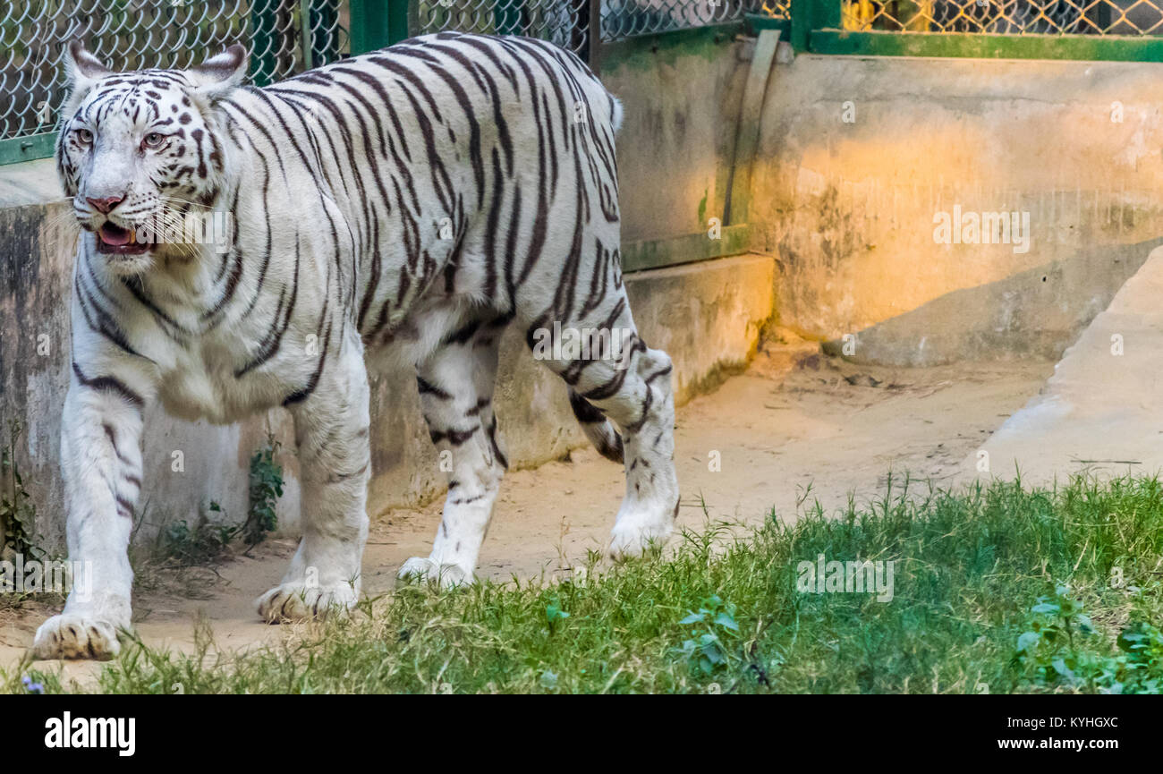 Tigre du Bengale Royal au zoo de Lucknow. Banque D'Images