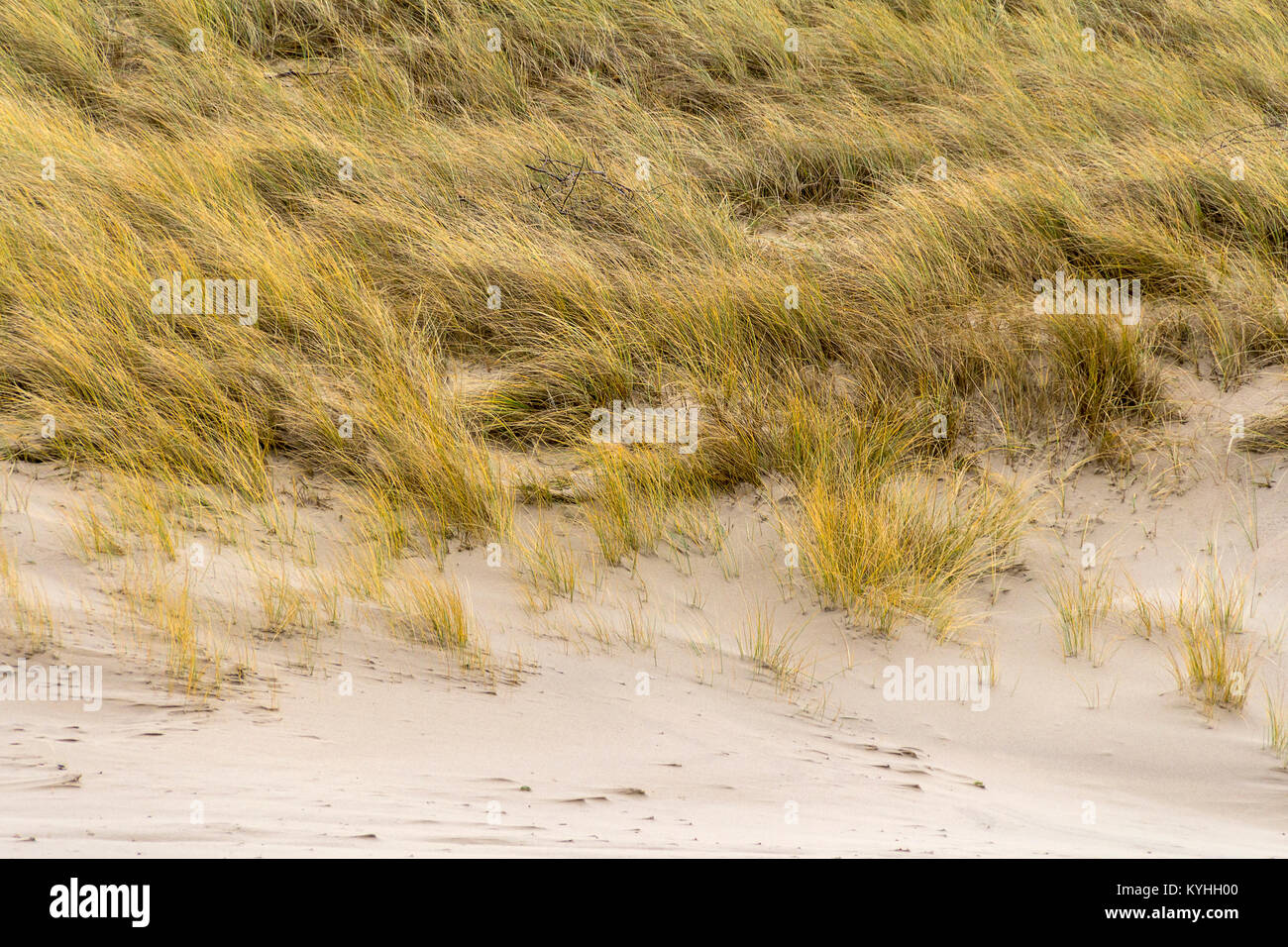 Dunes de sable détail envahis par l'herbe dans une province néerlandaise nommé 225 Banque D'Images