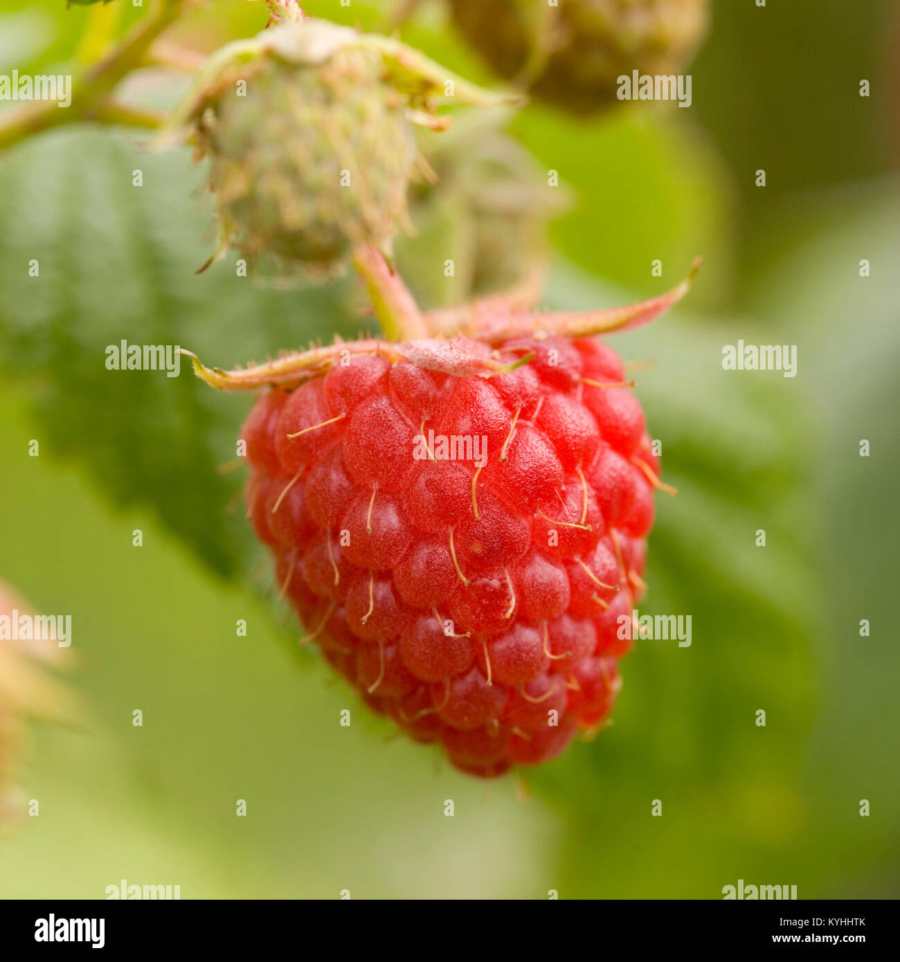 Plants de framboises Banque de photographies et d’images à haute