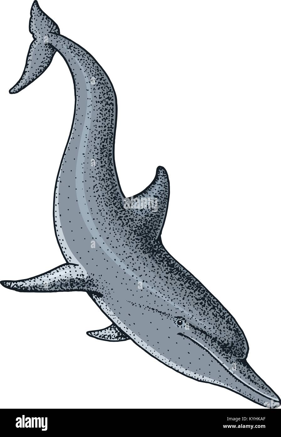 La créature de la mer dolphin. gravés à la main dans de vieux croquis,  vintage style. milles marins ou marine, Monster ou poissons. les animaux  dans l'océan Image Vectorielle Stock - Alamy