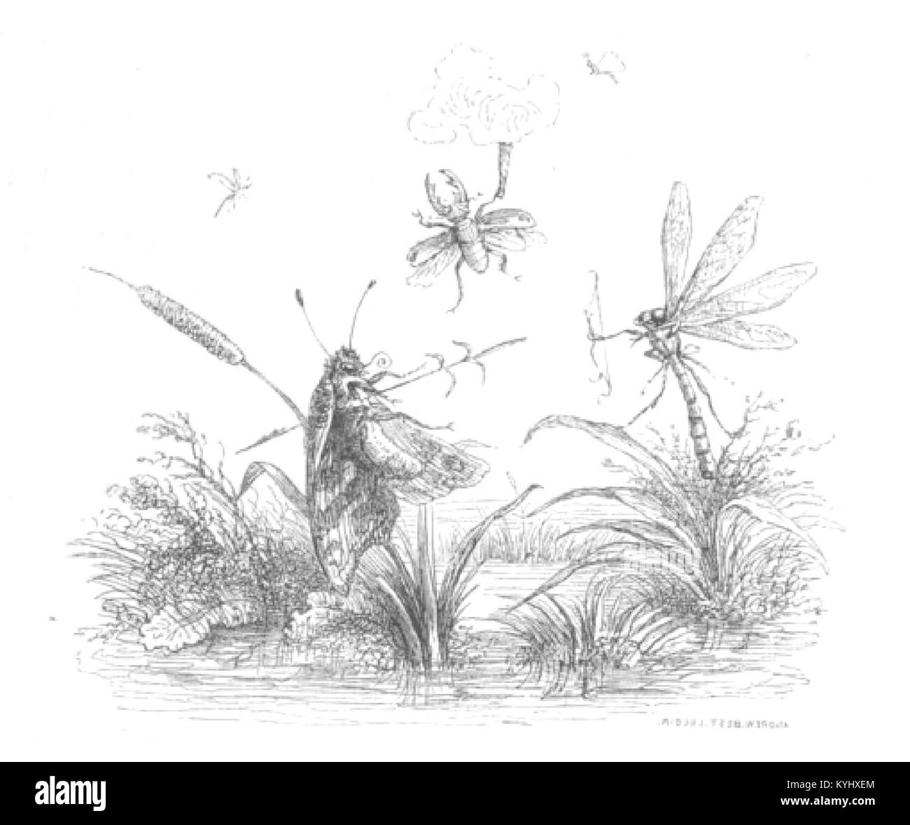 Une illustration tirée de scènes de la vie privée et publique des animaux, représentant des animaux anthropomorphisés engagés dans des activités de type humain, reflétant le commentaire satirique du XIXe siècle sur la société. Banque D'Images