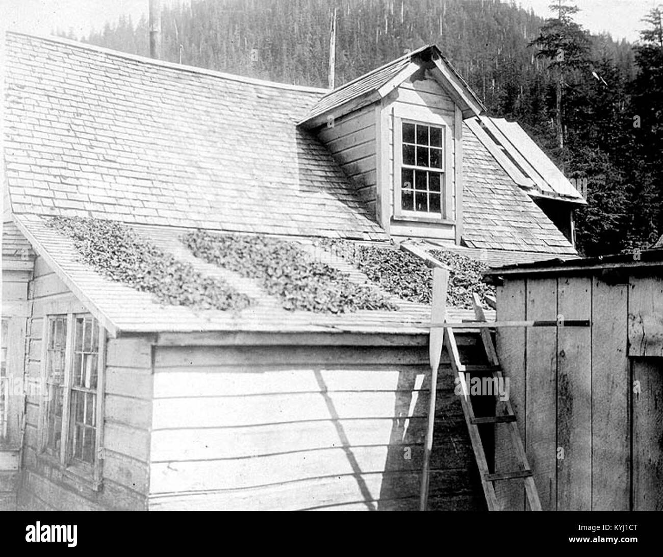 Une photographie de 1911 de Shakan, Alaska, montrant le séchage d'algues sur le toit d'une maison, illustrant les techniques traditionnelles de conservation des aliments indigènes. Banque D'Images
