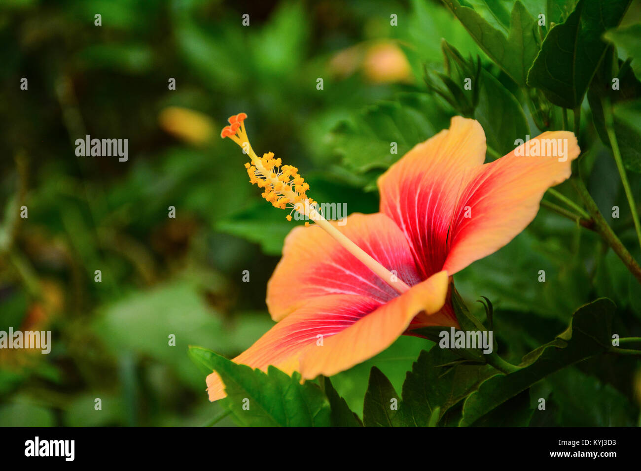 Fleur d’Hibiscus Banque D'Images