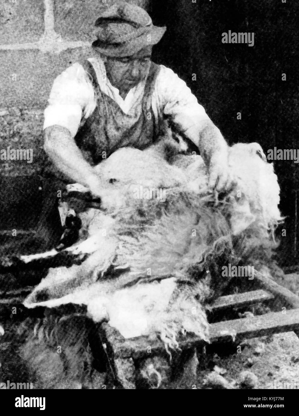 Une vieille photographie imprimée d'un agriculteur d'une laine polaire de la tonte des moutons à la main avec les tondeuses à Littledale, Yorkshire, UK c1940 Banque D'Images