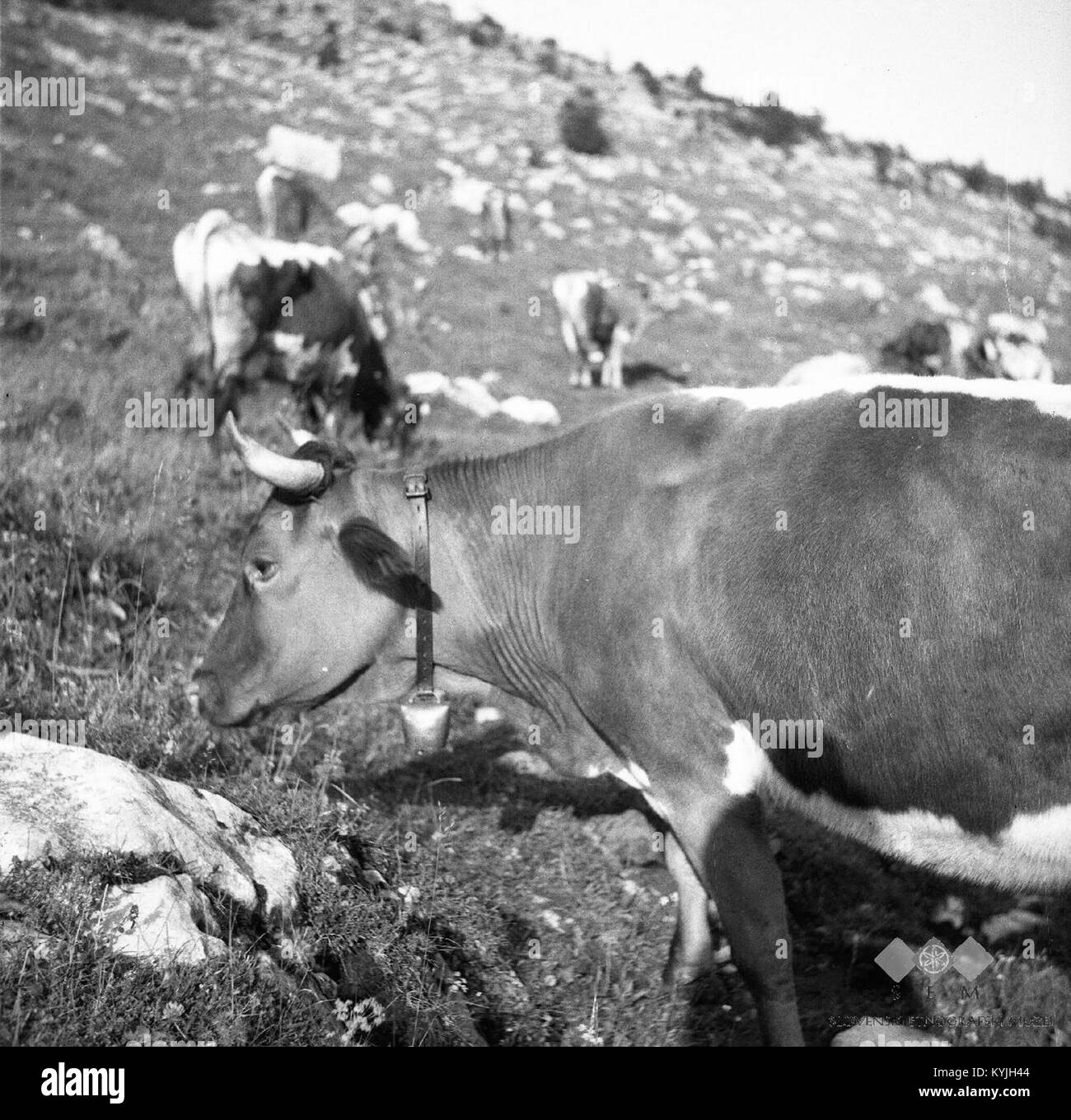 Une photographie de 1951 montrant une vache avec une cloche à Sužidska Planina, illustrant la vie pastorale traditionnelle et les pratiques d'élevage dans la région. Banque D'Images