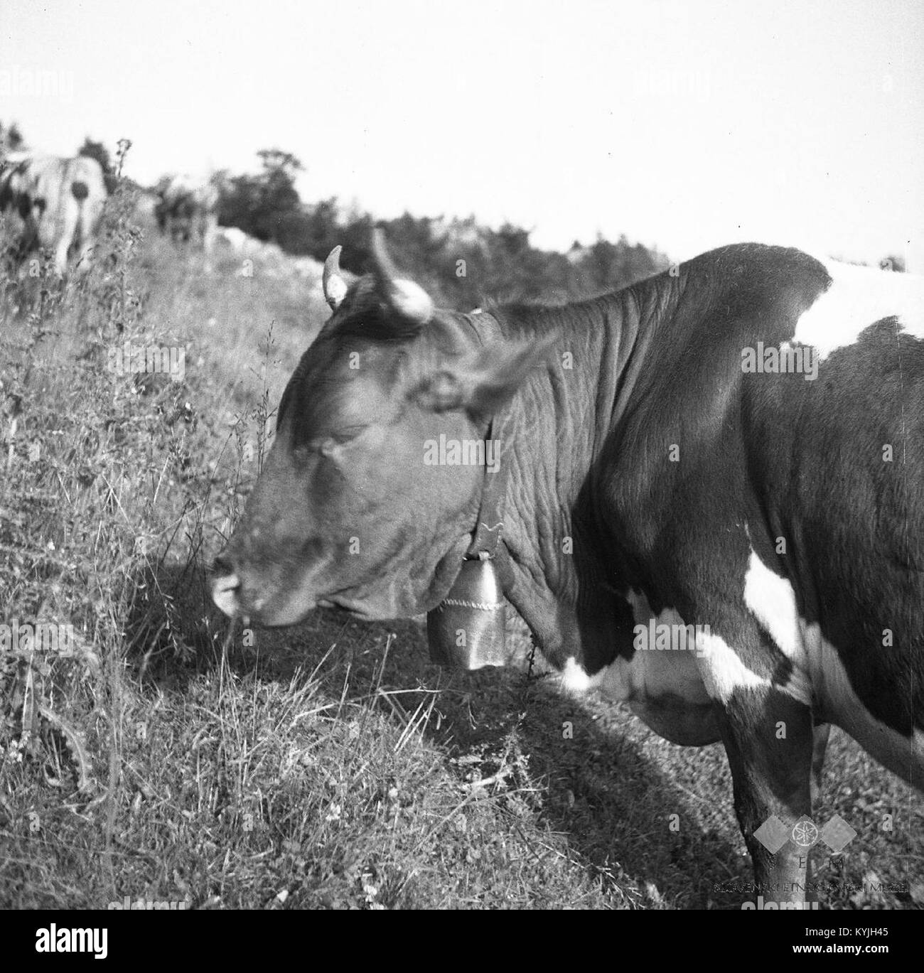 Photographie de 1951 représentant une vache avec une cloche dans la région de Sužidska planina, Slovénie, reflétant la vie rurale du milieu du XXe siècle en Slovénie, mettant l'accent sur les traditions agricoles et la culture pastorale. Banque D'Images