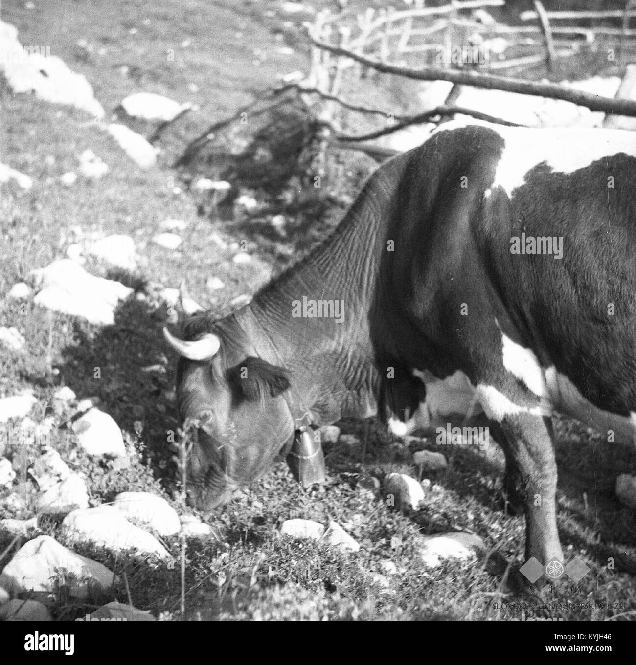 Photographie de 1951 représentant une vache avec une cloche à Sužidska Planina, Slovénie, illustrant les pratiques agricoles traditionnelles et le paysage rural de la région. Banque D'Images